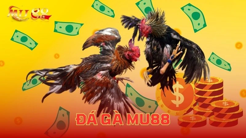 Giới thiệu chuyên mục đá gà SV88 – Trận đấu gay cấn, cược hấp dẫn